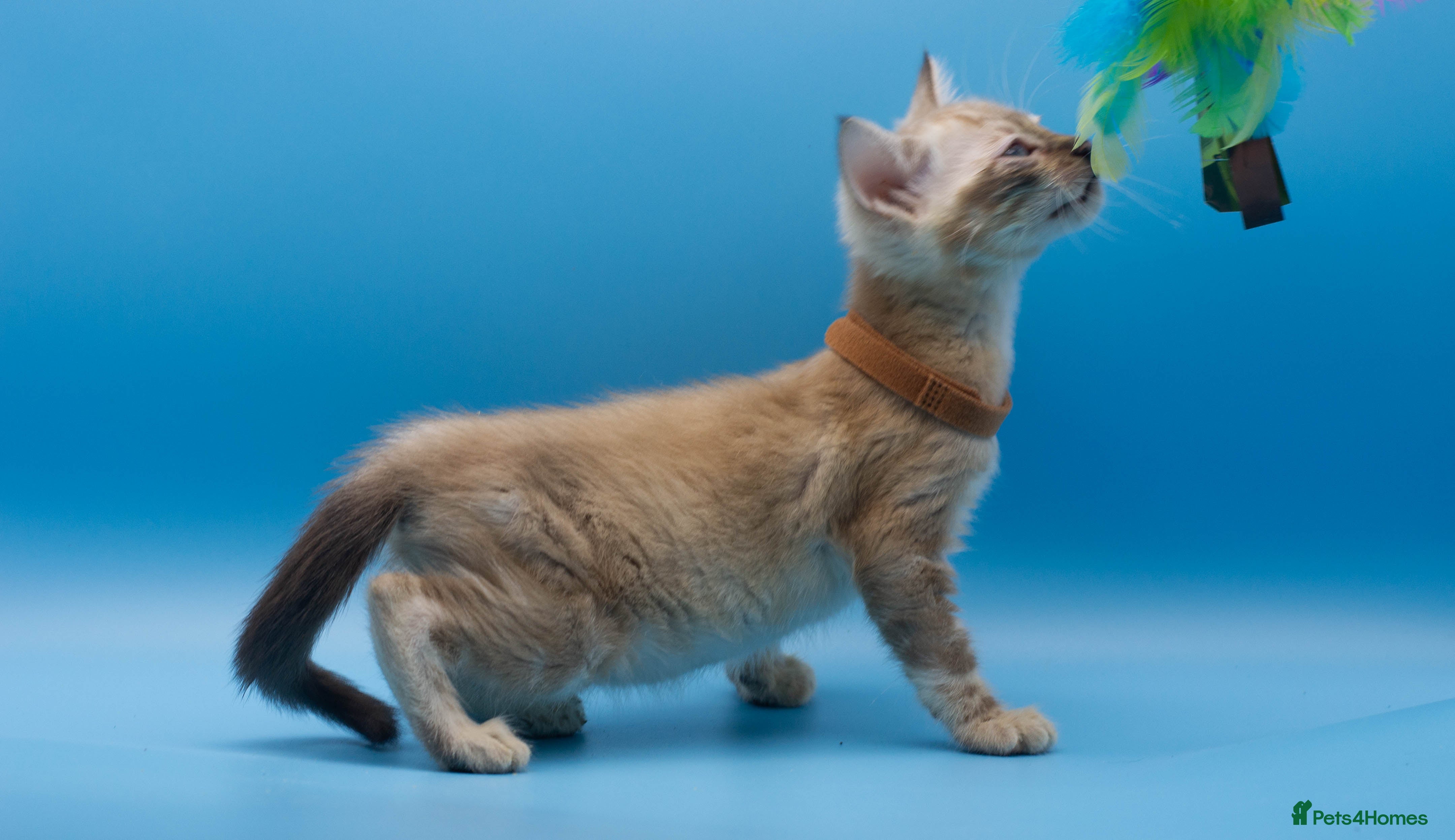 Bengal cats Snow Lynx Bengal Kittens–Available for Reservation - Advert 4