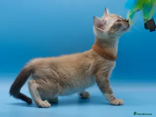 Bengal cats Snow Lynx Bengal Kittens–Available for Reservation - Advert 5