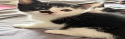 Mixed Breed cats for sale: kittens for sale  - Advert 3