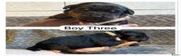 Rottweiler dogs for sale: Kc, dna, hips, elbows, eye tested parents  - Advert 4