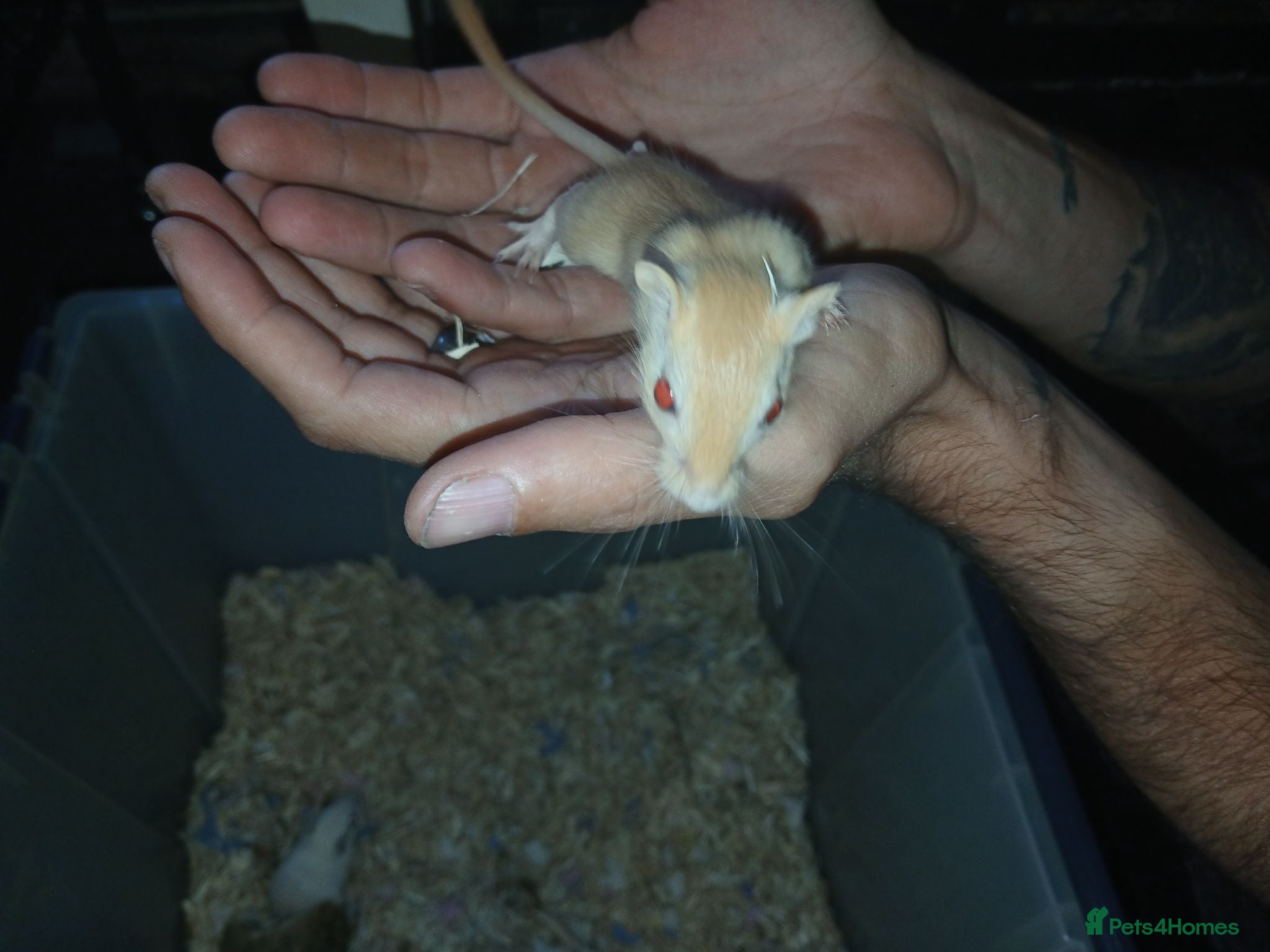 Gerbil rodents Gerbils. Mixed colour,mixed sex. - Advert 2