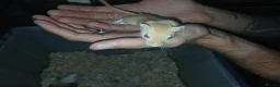Gerbil rodents for sale: Gerbils. Mixed colour,mixed sex. in Kettering - Advert 1