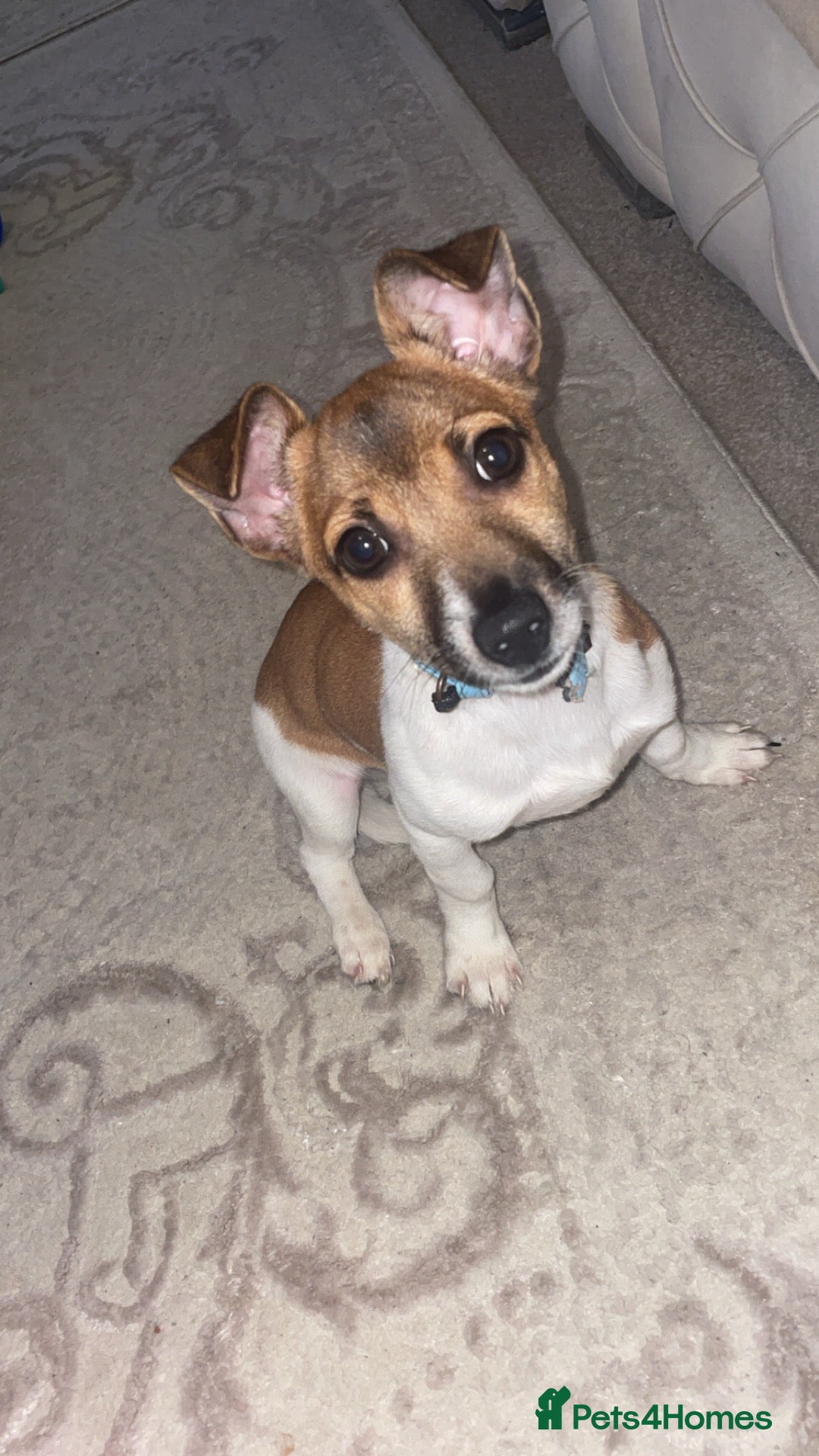 Jack Russell dogs Jack russle puppy for sale  - Advert 8