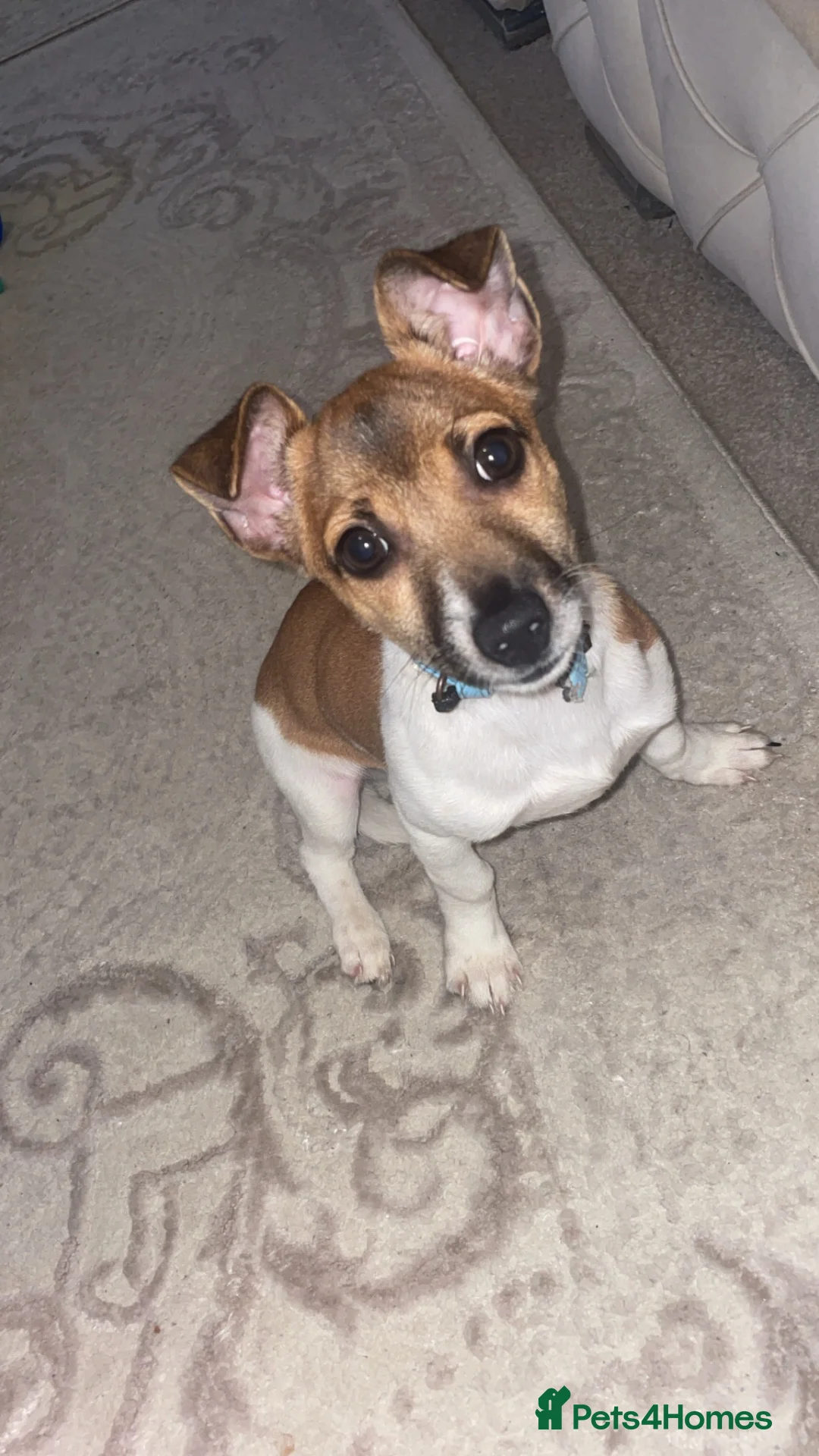 Jack Russell dogs for sale: Jack russle puppy for sale  in Northwood - Advert 1