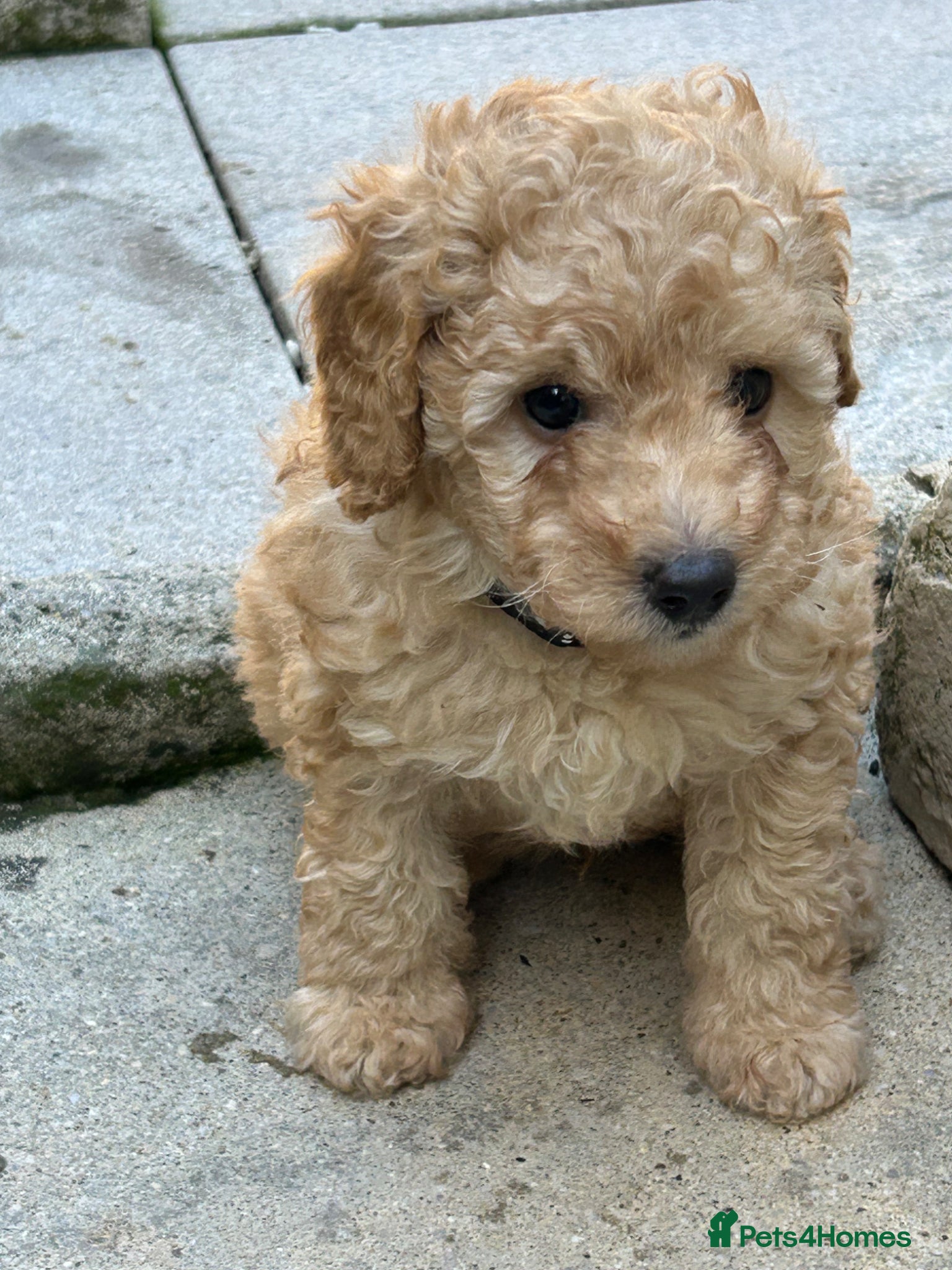 Toy Poodle dogs Stunning & outstanding KC reg toy poodles  - Advert 1