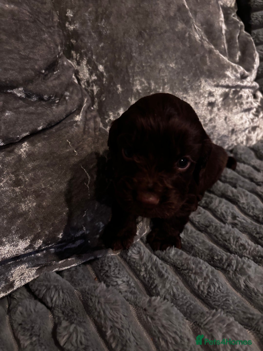 Cocker Spaniel dogs for sale: 8 beautiful cocker Spaniel puppies  - Advert 7