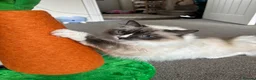 Ragdoll cats for sale: 2 ragdolls mother and daughter  in North Shields - Advert 3
