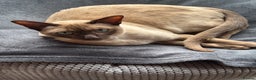 Tonkinese cats for sale: Male Tonkinese adult - Advert 3