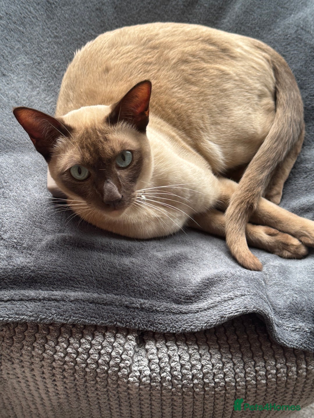 Tonkinese cats for sale: Male Tonkinese adult - Advert 3