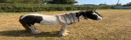 Irish Cob horses for sale: Sweet cob - Advert 4