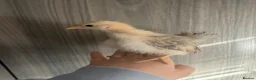 Chickens poultry for sale: Serama hatching eggs  - Advert 6