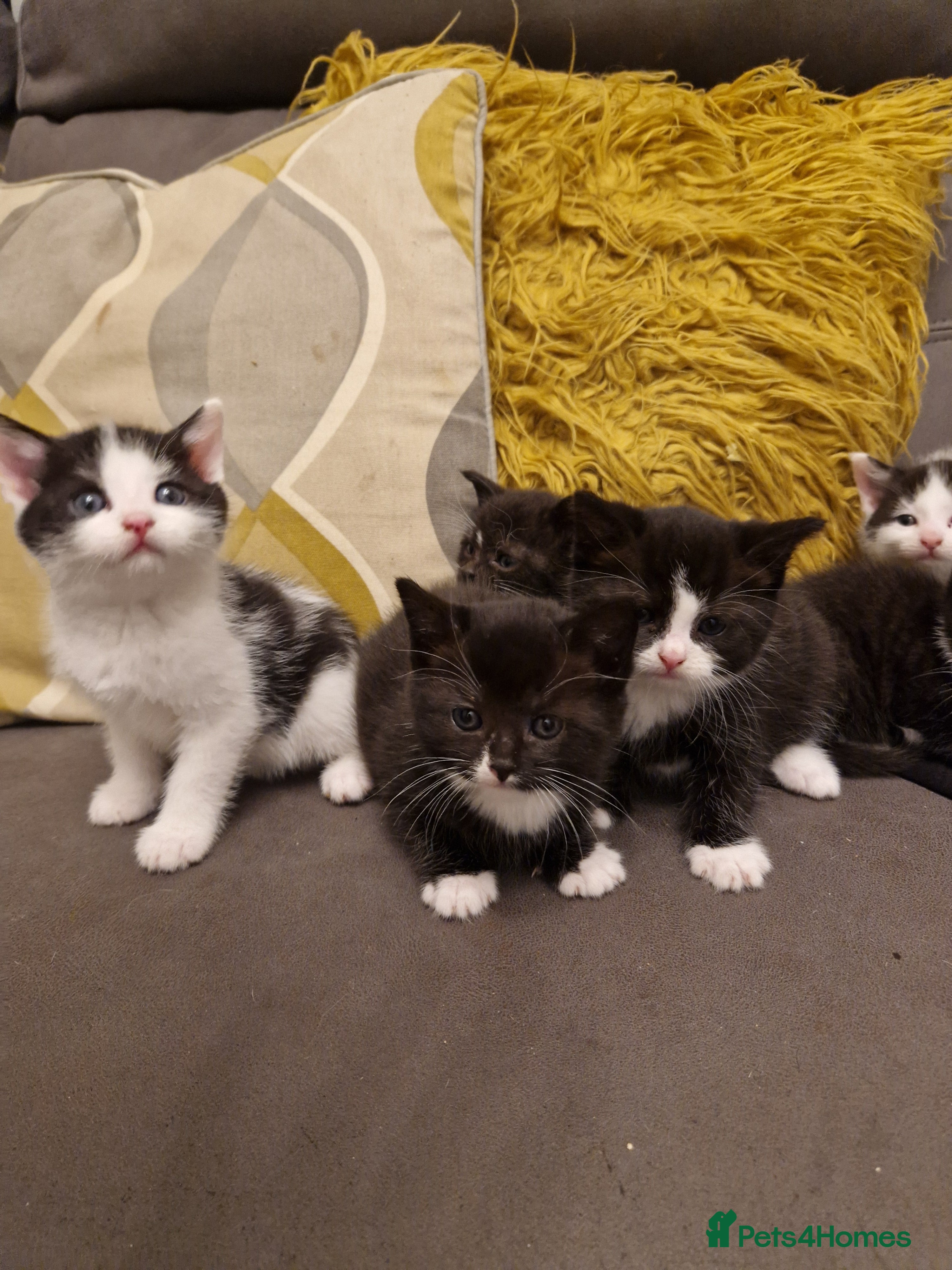 Mixed Breed cats for sale: Playful kittens looking for their furever homes  - Advert 1