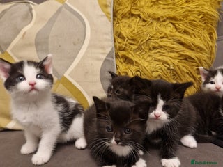 Mixed Breed cats for sale: Playful kittens looking for their furever homes - Advert 1