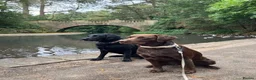 Labrador Retriever dogs for stud: Beautiful Proofed from the First time boy for stud - Advert 6