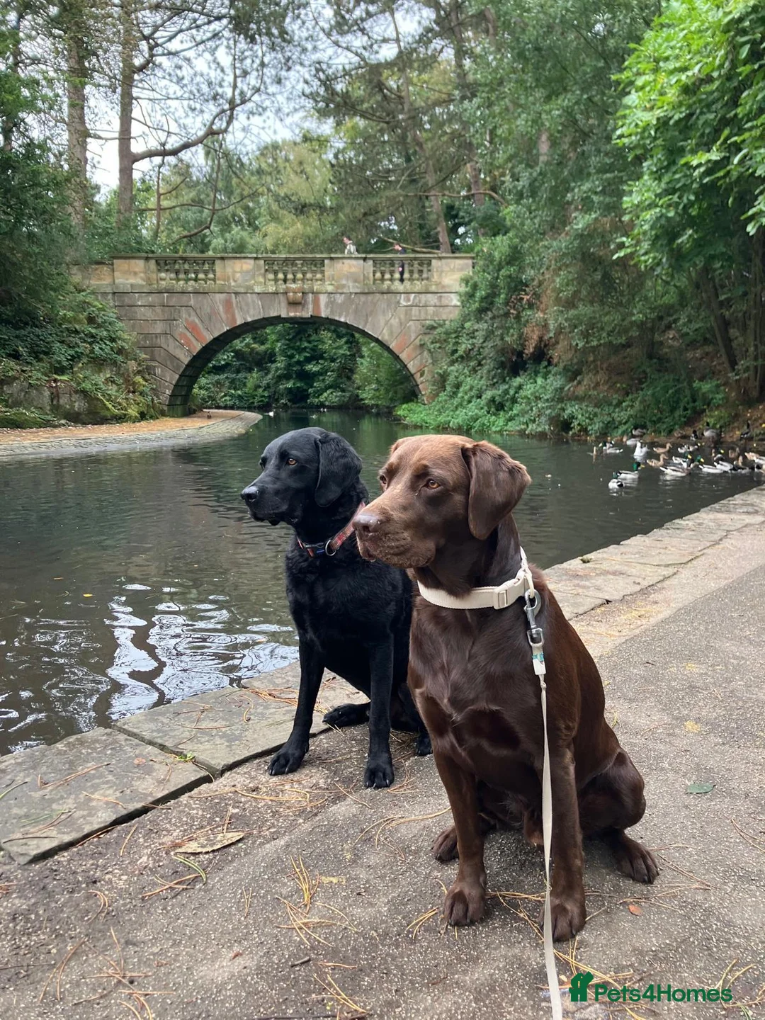 Labrador Retriever dogs for stud: Beautiful Proofed from the First time boy for stud - Advert 6