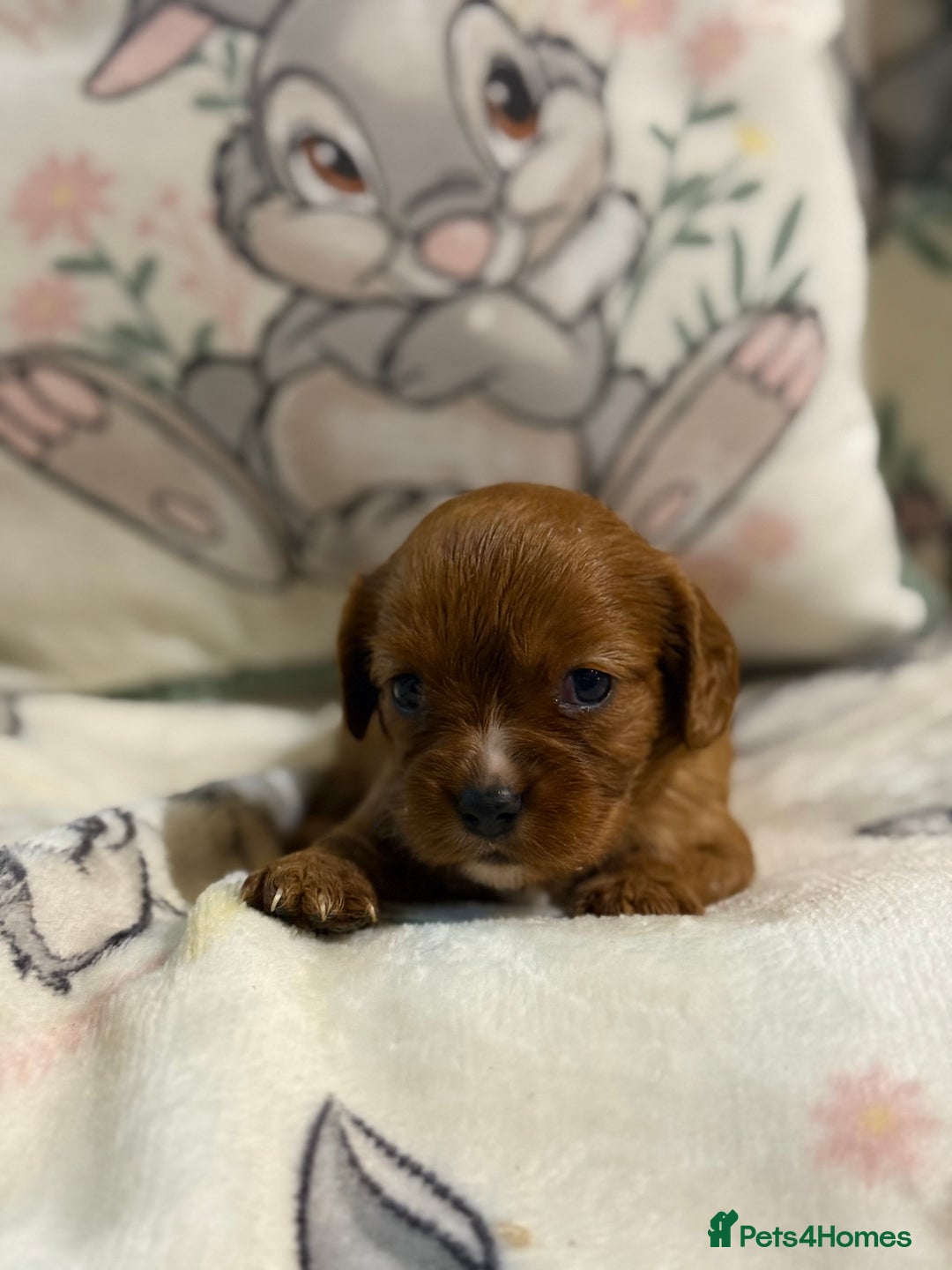 Cavalier King Charles Spaniel dogs for sale: Stunning DNA clear cavalier pups ready 2026 - Advert 19