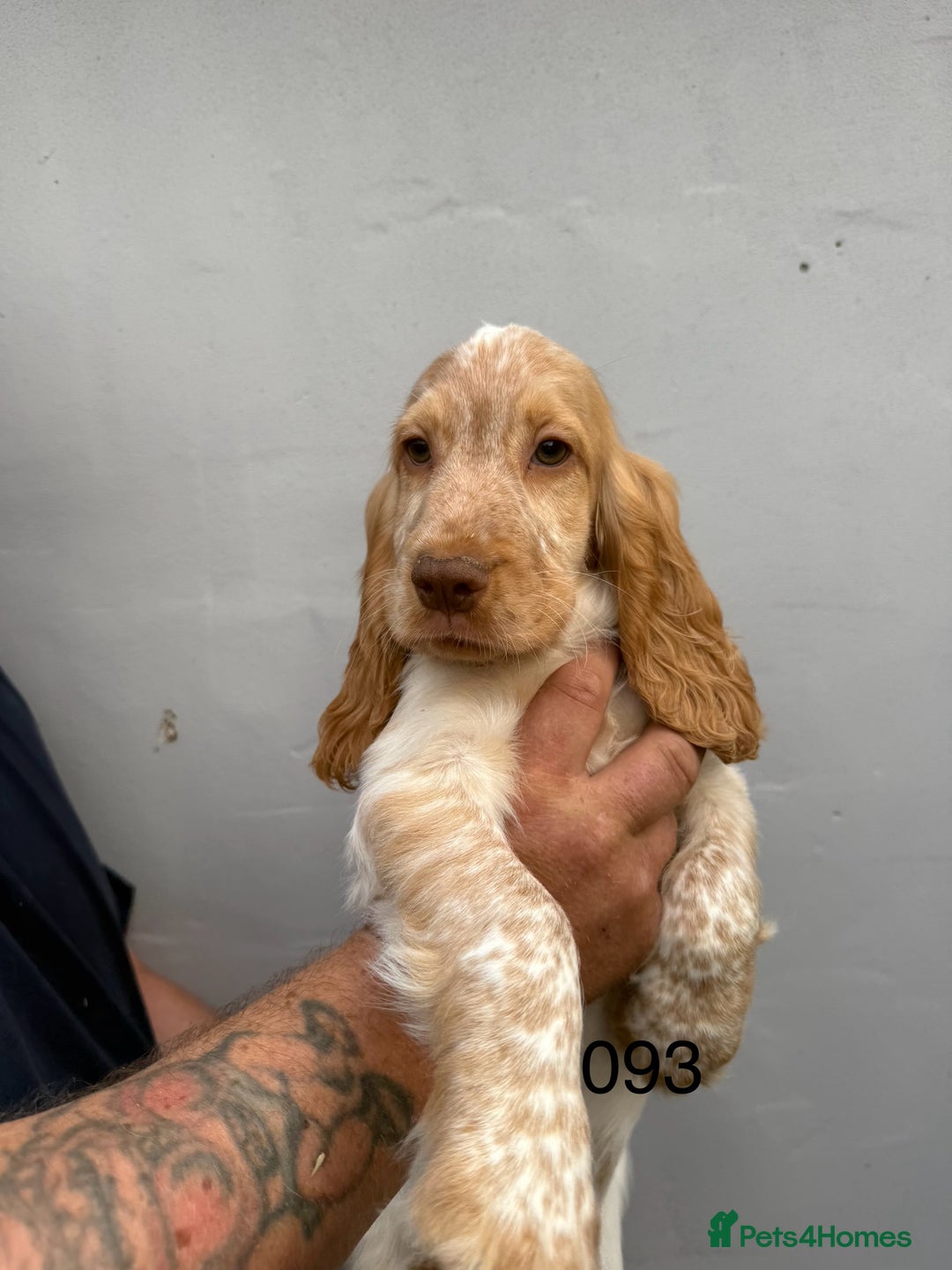 Cocker Spaniel dogs for sale: Fabulous Cocker Spaniel Pupies - Image 14