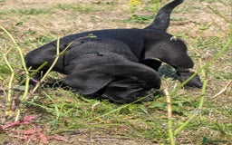 Labrador Retriever dogs for sale: Labrador puppies - Image 3