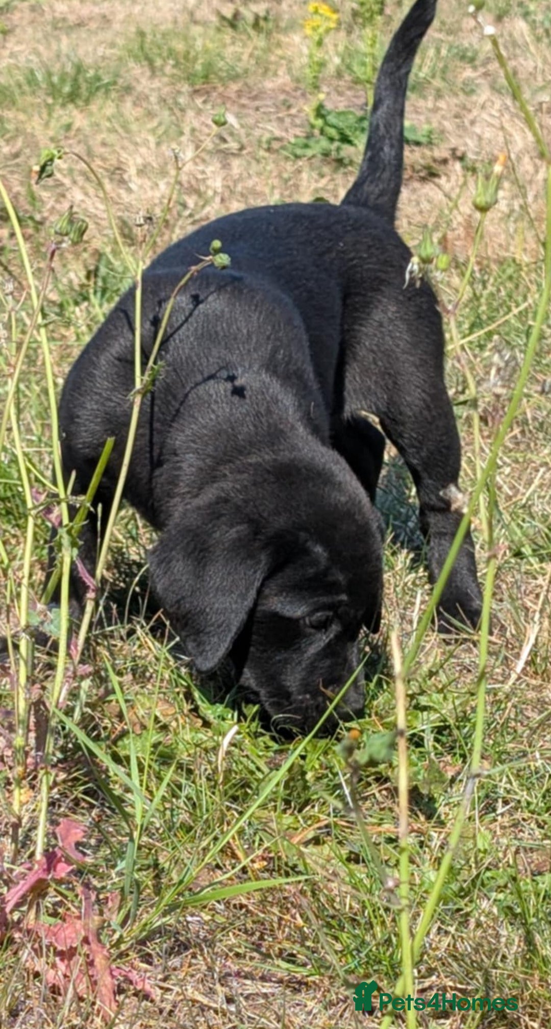 Labrador Retriever dogs for sale: Labrador puppies - Image 3