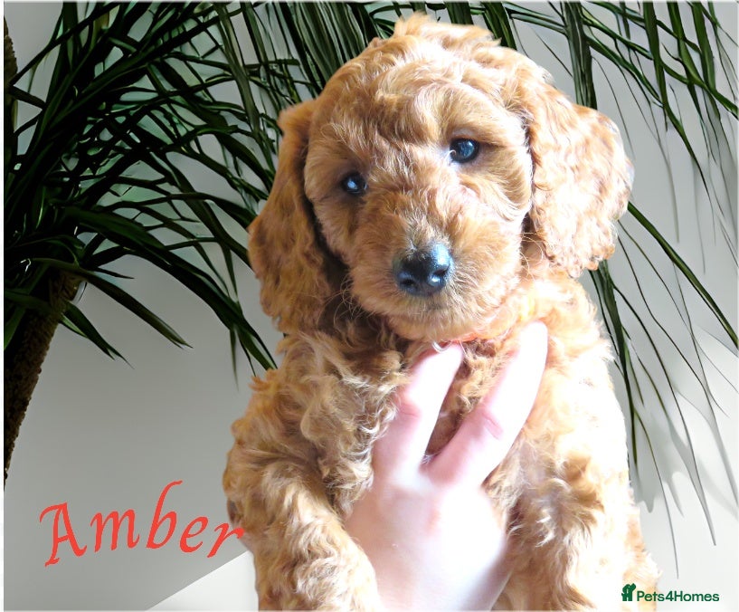 Cockapoo dogs Beautiful DNA Health tested Cockapoos - Advert 16