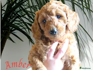 Cockapoo dogs Beautiful DNA Health tested Cockapoos - Advert 16