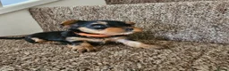 Yorkshire Terrier dogs for sale: 3 girls 🩷 and 1 boy 🩵 - Advert 6