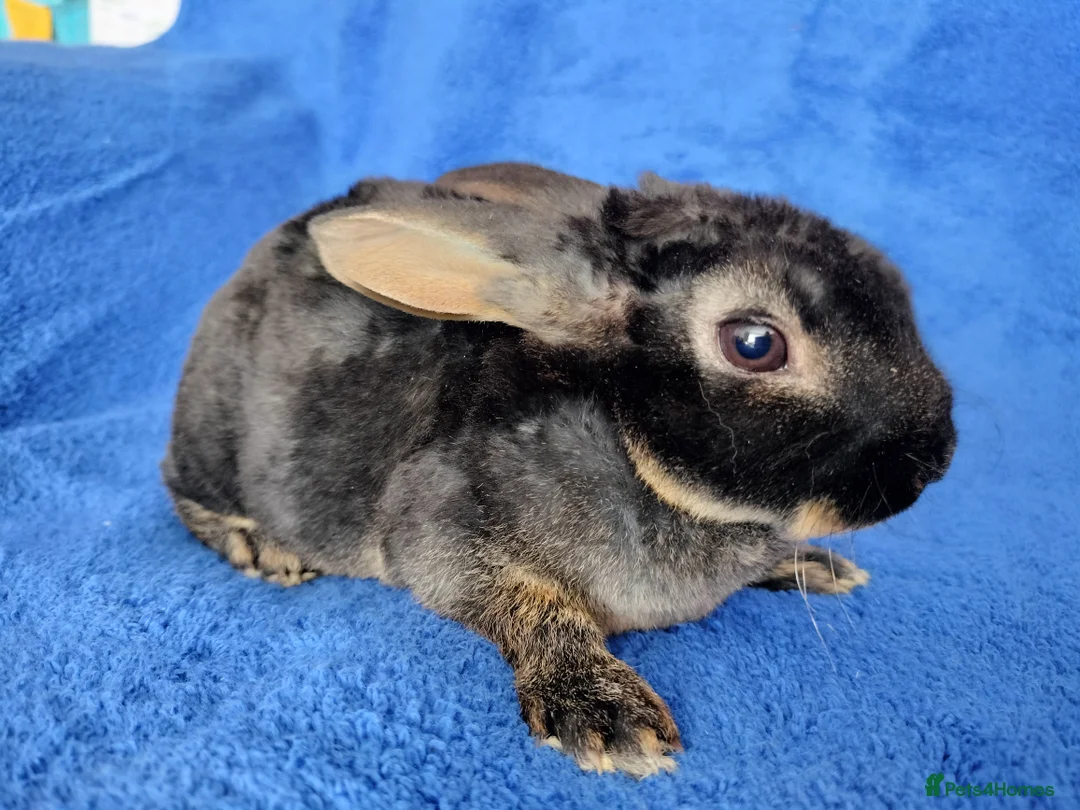 Rex rabbits for sale: Baby mini rex for sale  - Advert 7