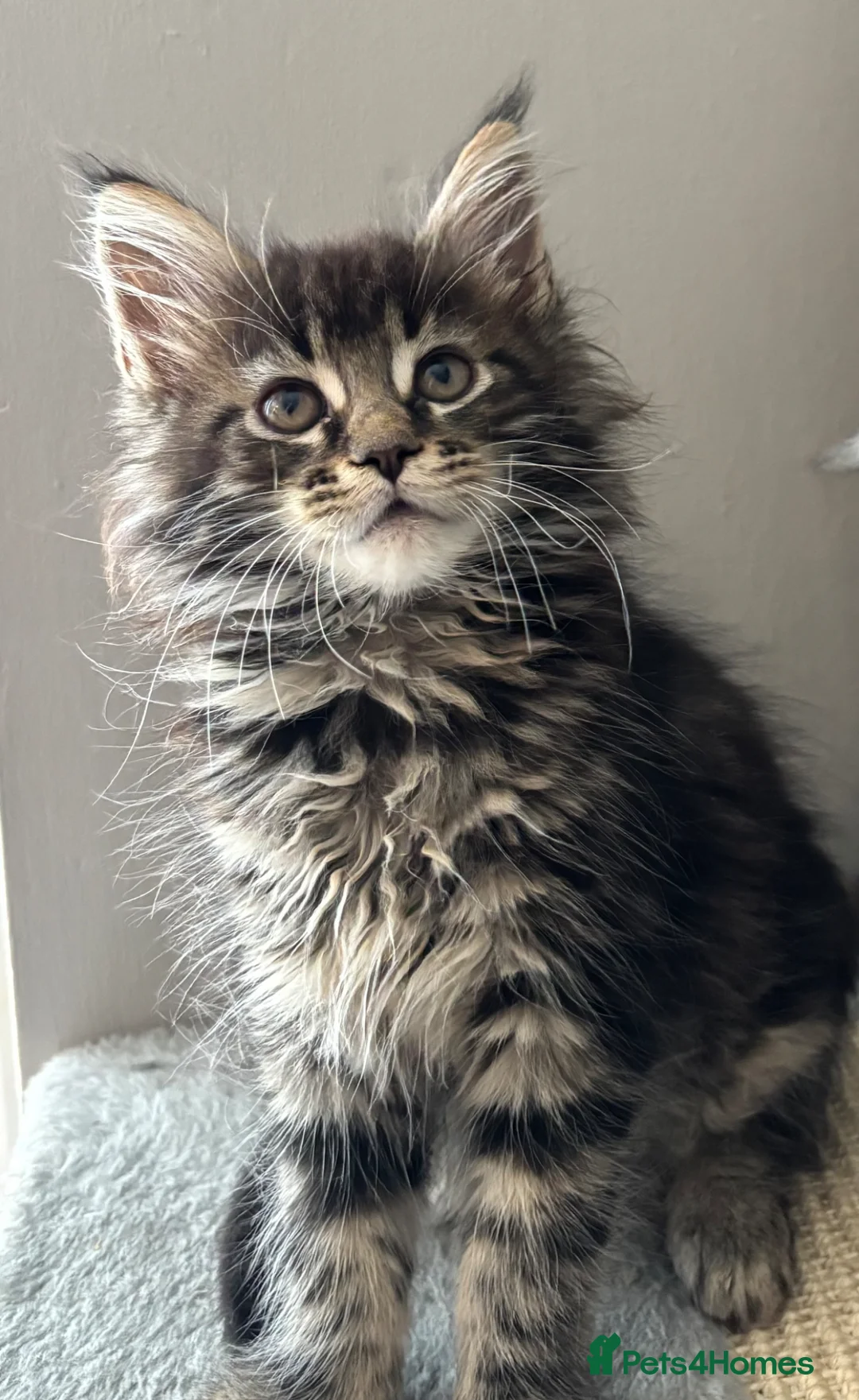 Maine Coon cats for sale: AMAZING TICA MAINE COON KITTENS  - Advert 20