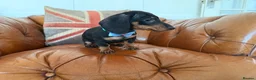 Miniature Dachshund dogs for sale: Beautiful Miniature Dachshunds 5 ⭐ License Breeder - Advert 6