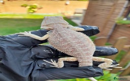 Bearded Dragon reptiles for sale: Two beautiful bearded dragons available  - Image 7