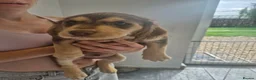 Mixed Breed dogs for sale: Beautiful cockerdor puppies - Advert 1