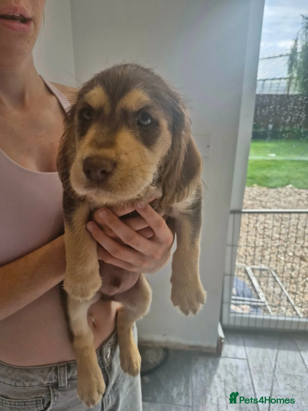 Mixed Breed dogs for sale: Beautiful cockerdor puppies - Advert 1