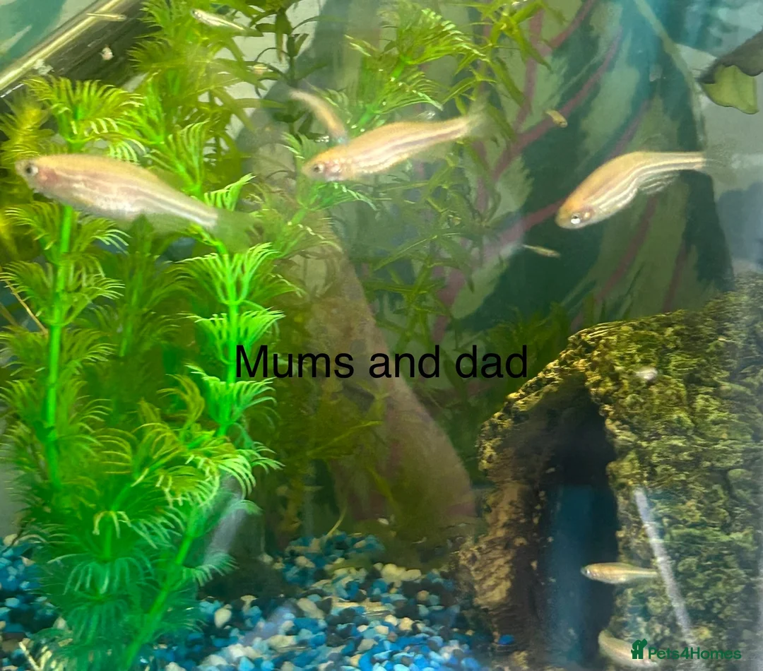 Angelfish fish for sale: Tropical Fish Female AngelFish /Danio babies  - Advert 2
