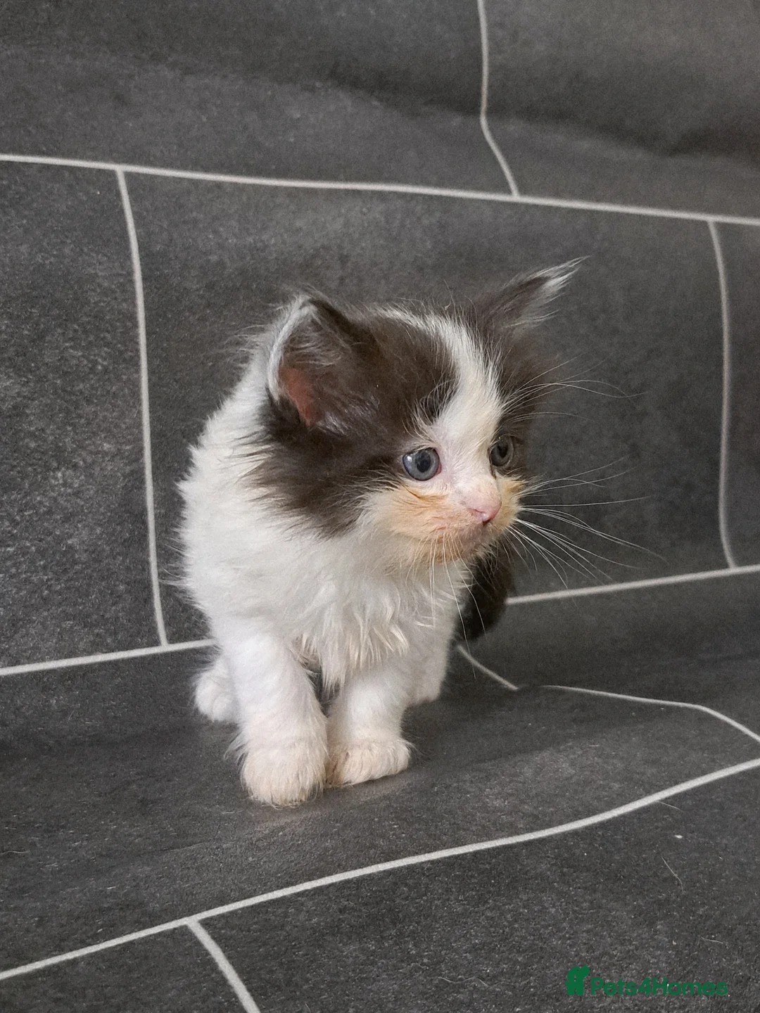 Ragdoll cats for sale: Beautiful ragdoll x British short hair - Advert 4