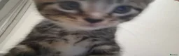 Mixed Breed cats for sale: 2 beautiful kittens left - Advert 20