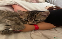 Domestic Shorthair cats for sale: 2 Brothers Must Go Together Or Not At All!!! - Image 2