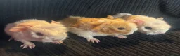 Guinea Pig rodents for sale: 2 beautiful boys  - Advert 25