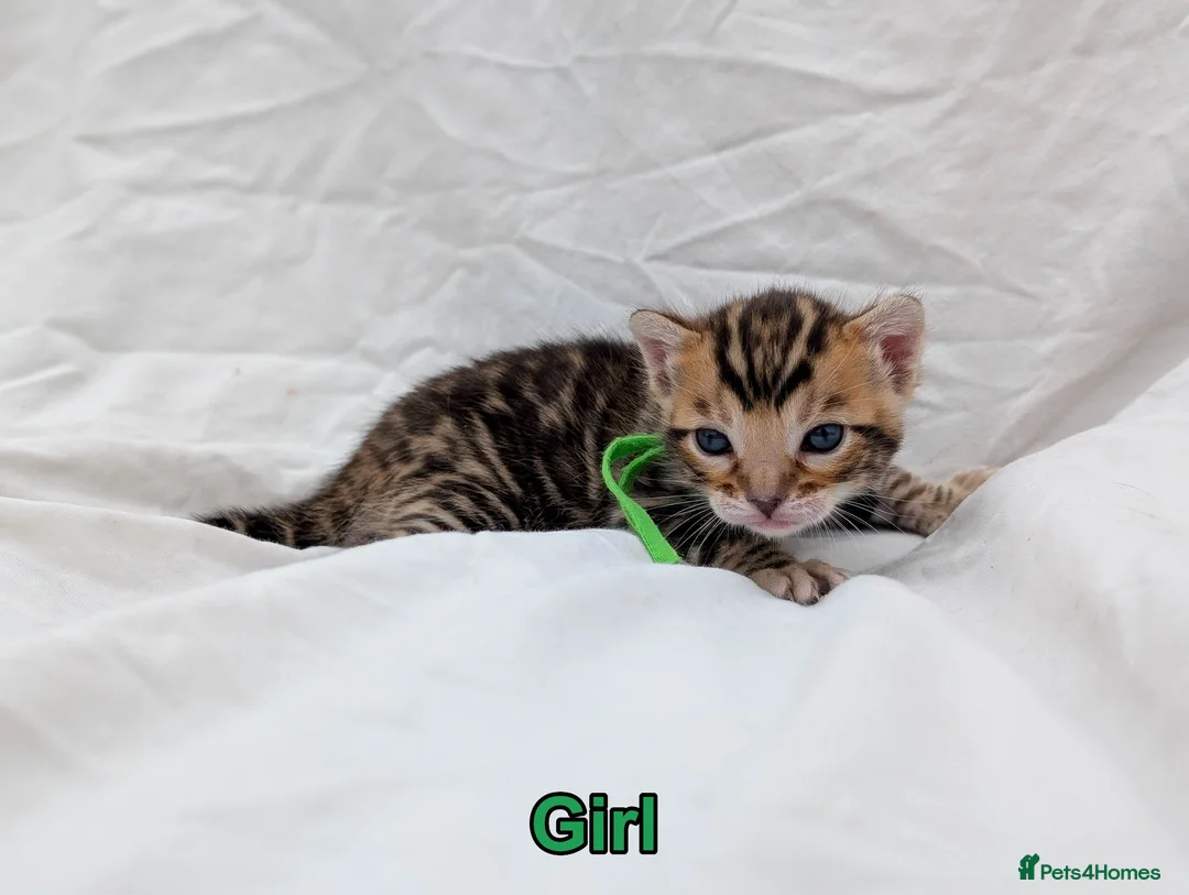 Bengal cats for sale: Stunning health tested TICA Bengal kittens dark - Advert 6