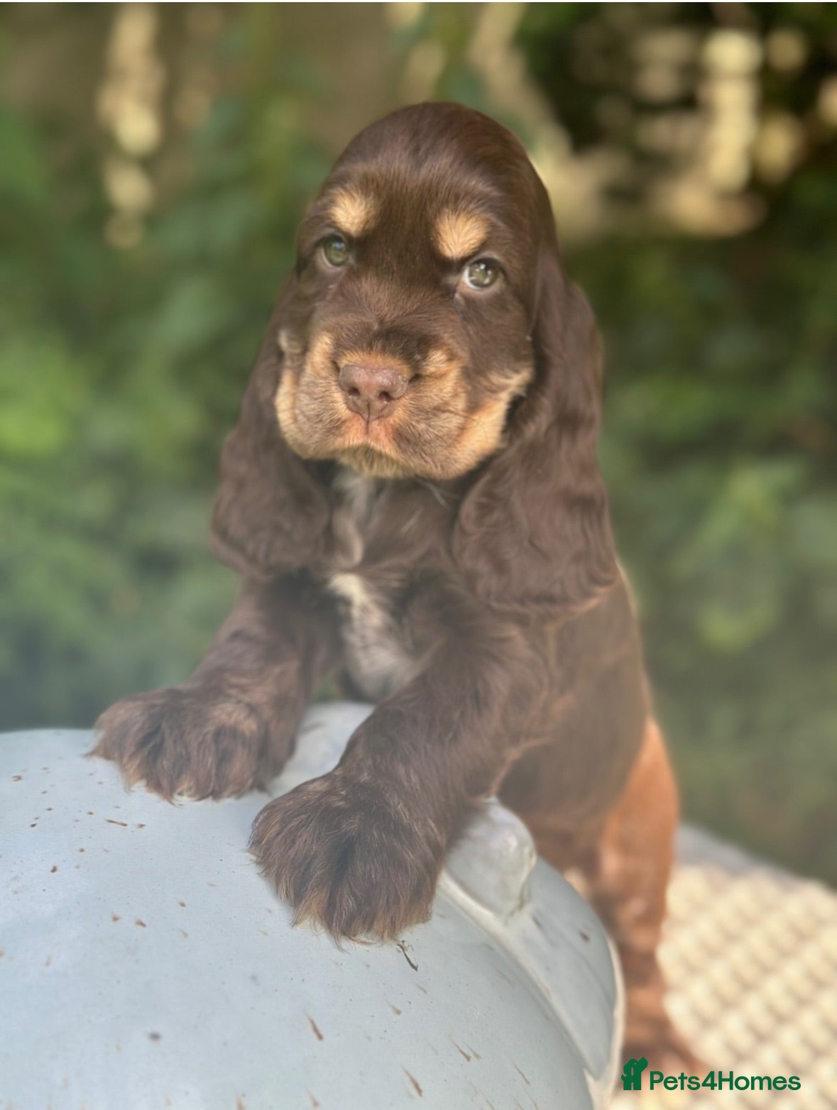 Cocker Spaniel dogs Stunning cocker spaniels - Advert 1