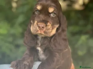 Cocker Spaniel dogs for sale: Stunning cocker spaniels - Advert 2