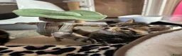Mixed Breed cats for sale: Beautiful tabby kittens for sale - Advert 7