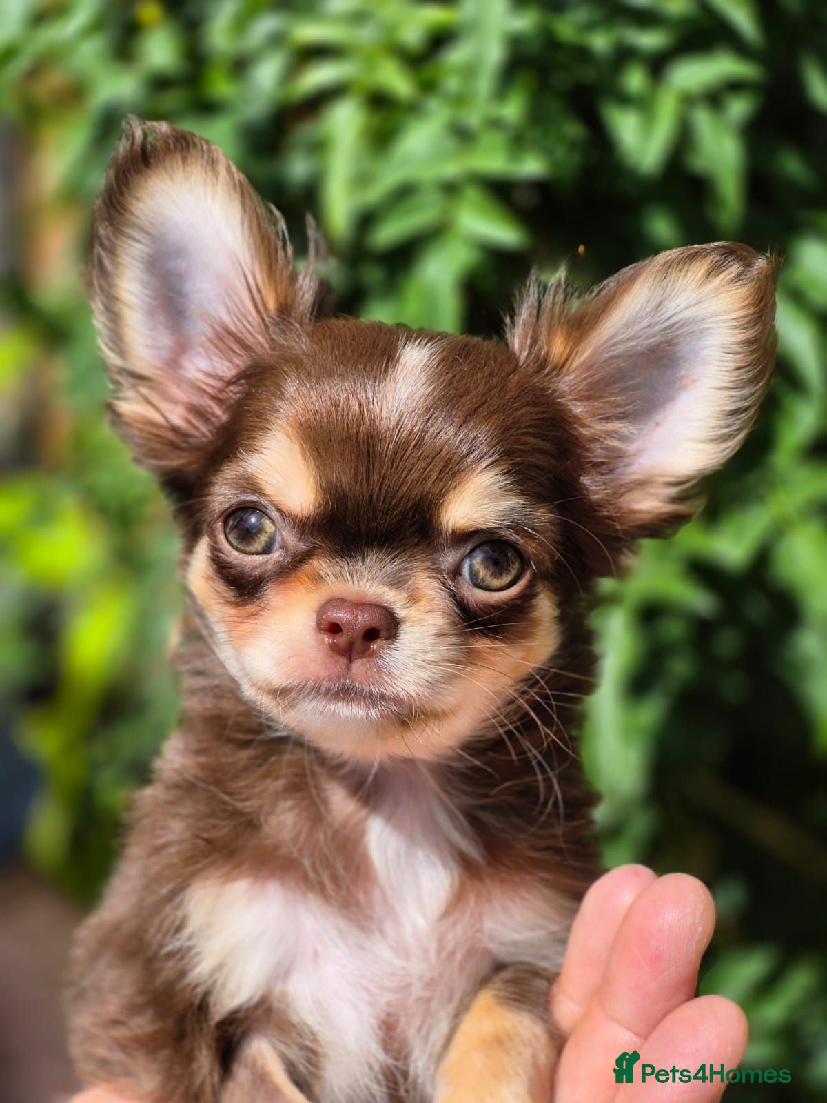 Chihuahua dogs Amazing Longcoat Apple head Chihuahua Puppies  - Advert 1