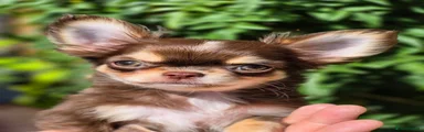 Chihuahua 1