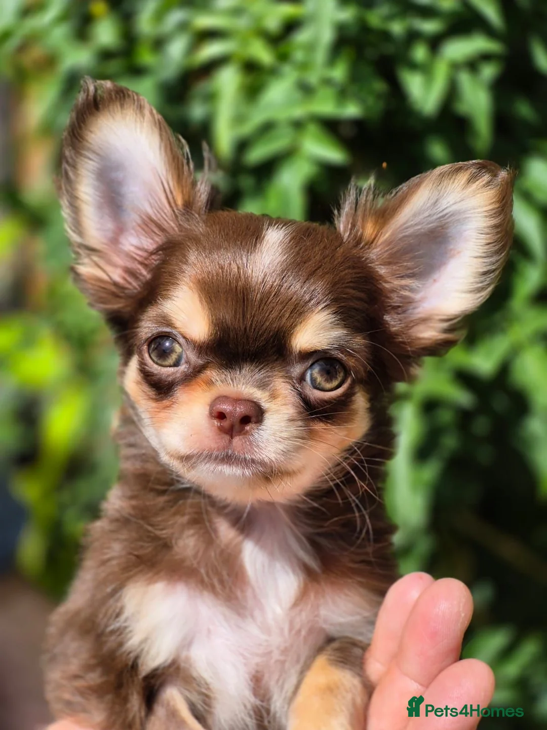 Chihuahua dogs for sale: Amazing Longcoat Apple head Chihuahua Puppies  - Advert 1