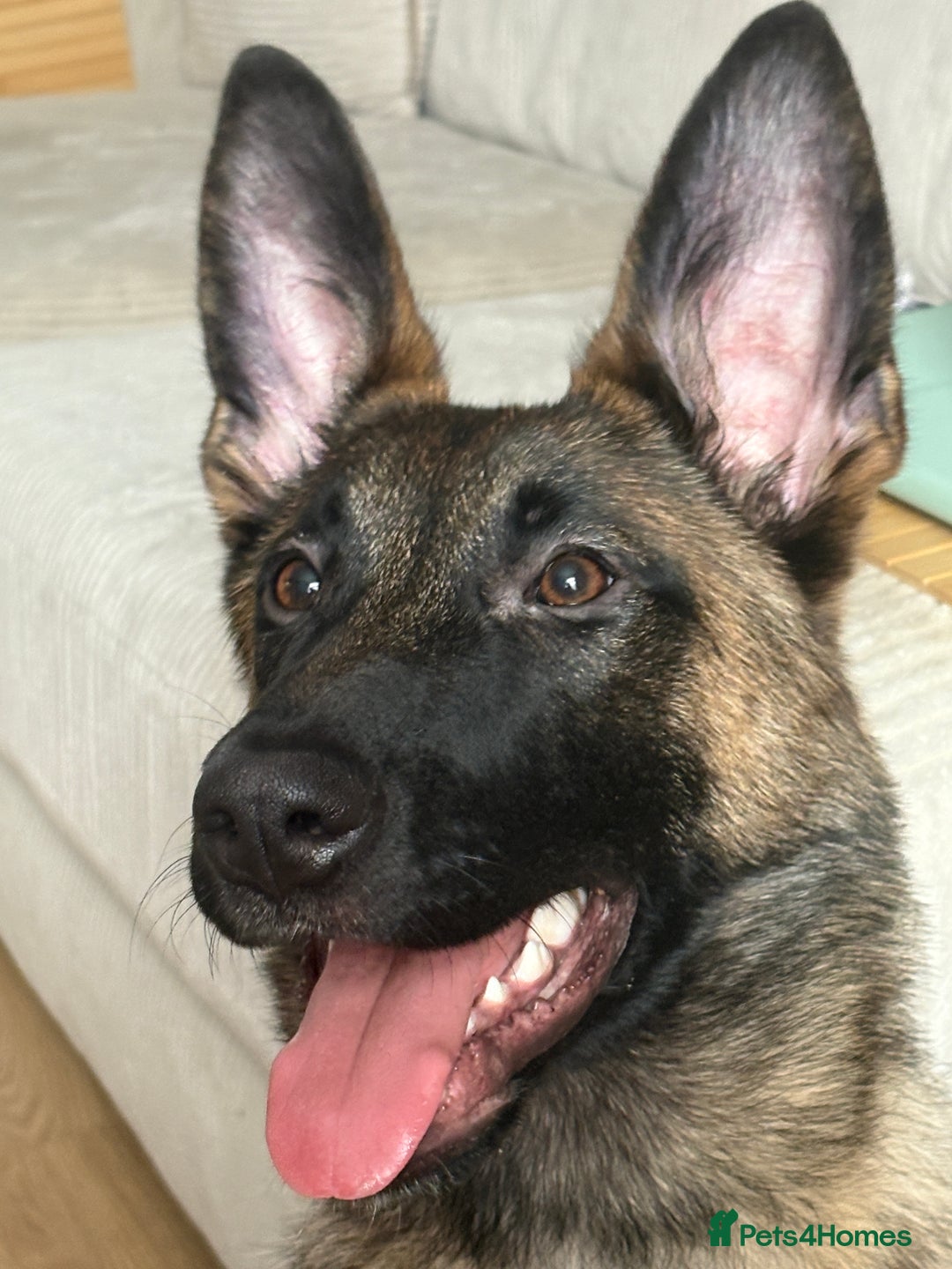 Mixed Breed dogs for sale: Belgium malinois X German shepherd  - Advert 7
