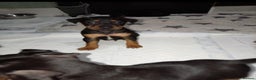Mixed Breed dogs for sale: Patterjack x staffy puppies available  - Advert 5