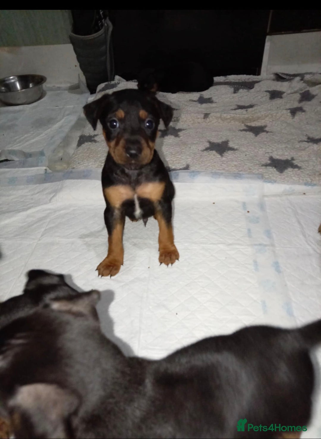 Mixed Breed dogs for sale: Patterjack x staffy puppies available  - Advert 5