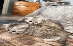 Scottish Fold cats for sale: 3 Scottish fold girls for sale. - Image 7