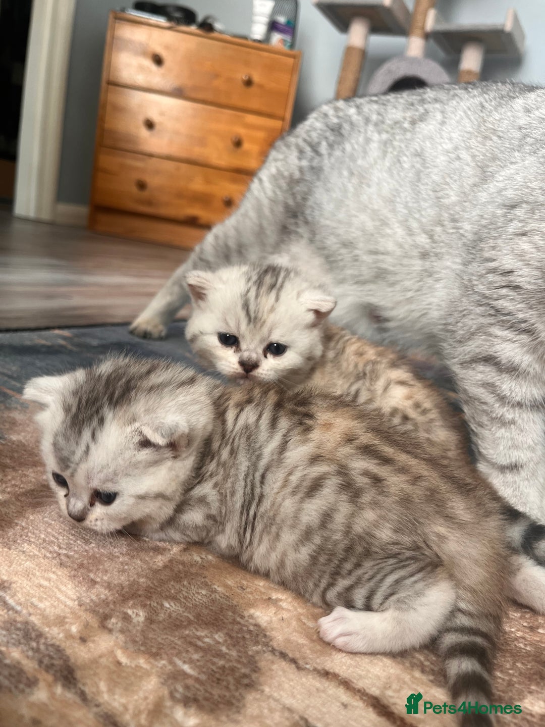 Scottish Fold cats for sale: 3 Scottish fold girls for sale. - Image 7