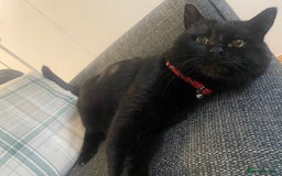 British Longhair cats for sale: Male cat - Advert 2